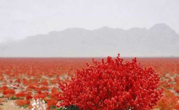 گیاهان بومی منطقه مس سرچشمه - مس خاتون آباد - مس شهربابک