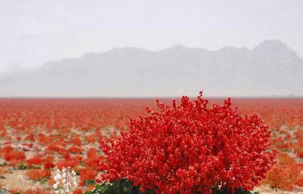 گیاهان بومی منطقه مس سرچشمه - مس خاتون آباد - مس شهربابک